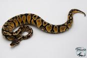 Python royal - Python regius Pastel Yellow Belly