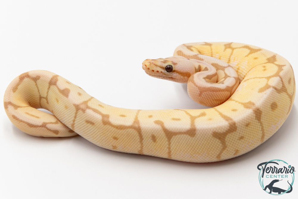 Python royal - Python regius Banana Bumblebee