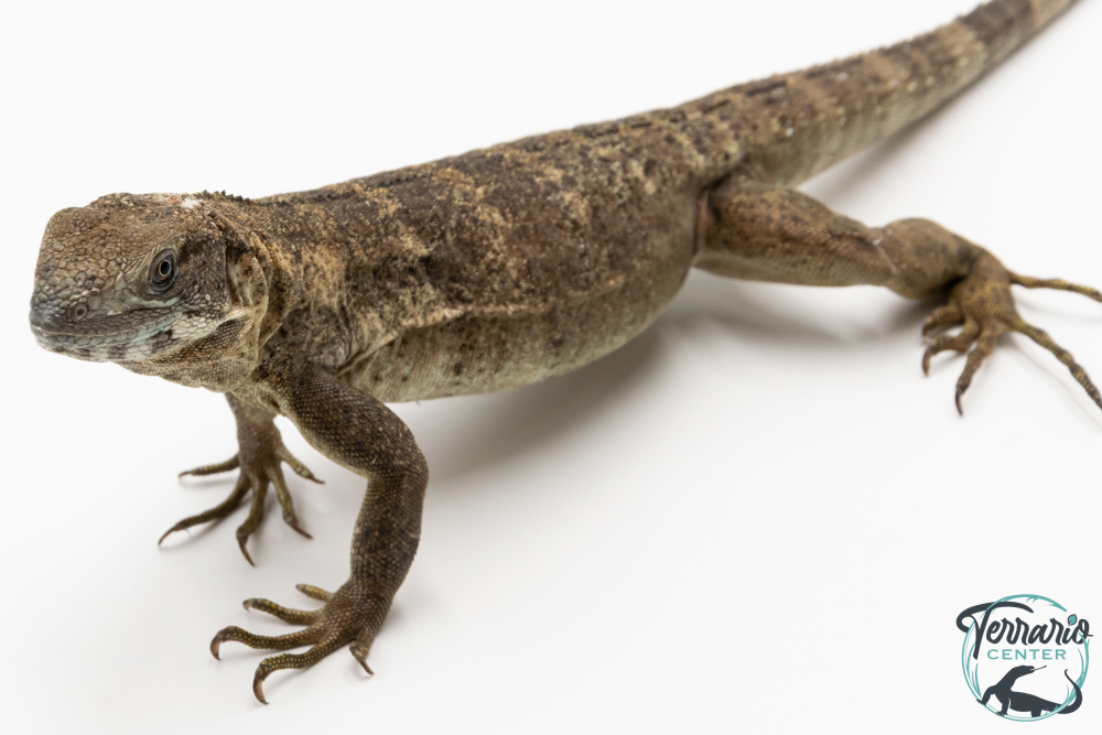 Ctenosaura pectinata - Iguane à queue épineuse de l'Ouest - Piebald