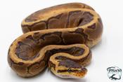 Python royal - Python regius Pinstripe Yellow Belly