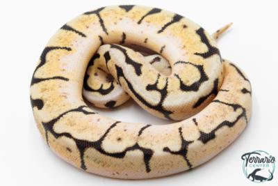 Python royal - Python regius Bumblebee