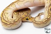 Python royal - Python regius Clown Lesser