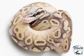 Python royal - Python regius Super Pastel Fire ( SuperFLy ) Lesser