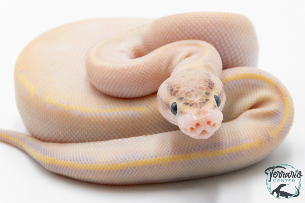 Python Royal - Python regius Ivory