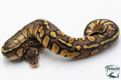Python royal - Python regius Stranger Pastel het Hypo