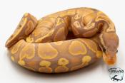 Python royal - Python regius Banana GHI
