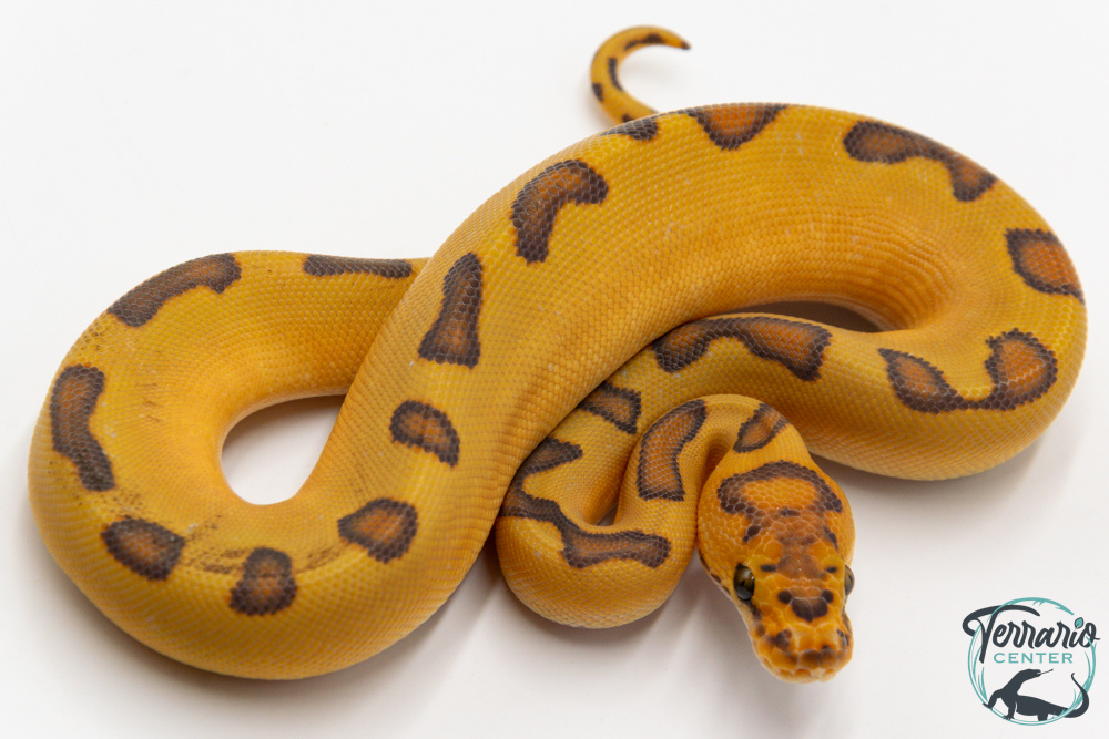 Python royal - Python regius Clown Enchi Hypo