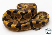 Python royal - Python regius Enchi Leopard