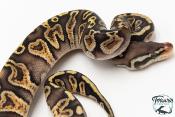 Python royal - Python regius GHI Special
