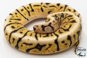 Python royal - Python regius Bumblebee GHI