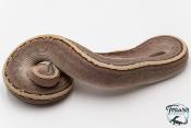 Python royal - Python regius Butter Pinstripe Ghi