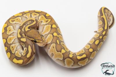 Python royal - Python regius Butter Hypo