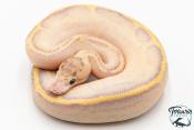 Python royal - Python regius Ivory Leopard