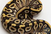 Python royal - Python Regius Mojave Yellow Belly