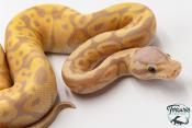 Python royal - Python regius Banana Pastel NCUE 2026