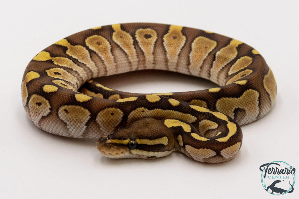 Python royal - Python regius Butter