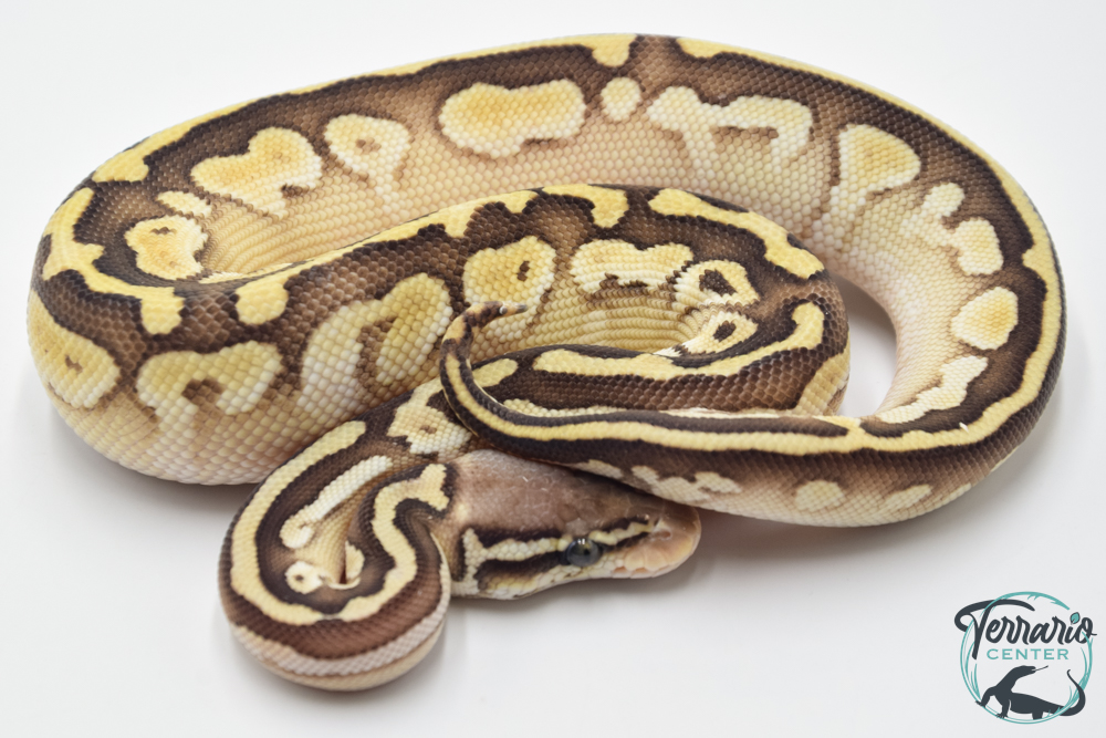 Python royal - Python regius Butter Pastel
