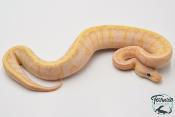 Python royal - Python regius Banana Lemon Blast Yellow Belly