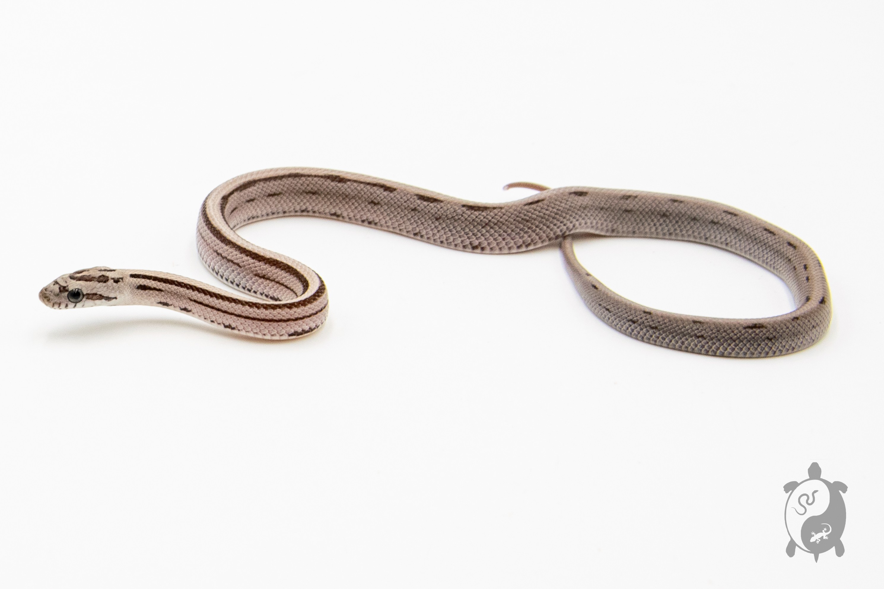 Serpent des blés - Pantherophis guttatus Anery Ligné