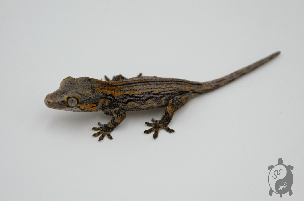 Rhacodactylus auriculatus - Gecko gargouille - NCUE - PH2022111014285261
