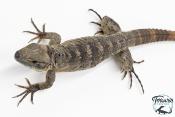 Ctenosaura pectinata - Iguane à queue épineuse de l'Ouest - Banana