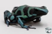 Dendrobates auratus - Dendrobate doré Birkhahn Line