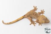 Correlophus ciliatus - Gecko à crête - NC 2025 -  46A
