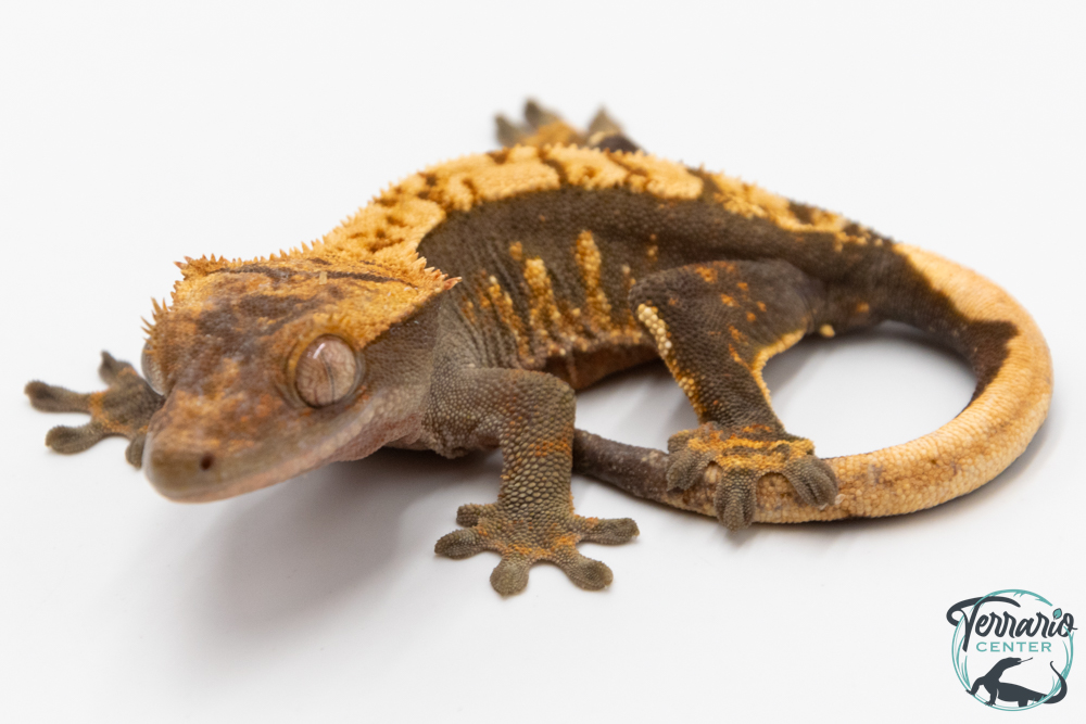 Correlophus ciliatus - Gecko à crête - NC 2025 -  49