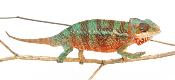 Caméléon Panthère - Furcifer Pardalis Ambilobe Red Bar - Femelle