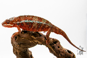 Caméléon Panthère - Furcifer Pardalis Ambilobe Red Bar - Mâle