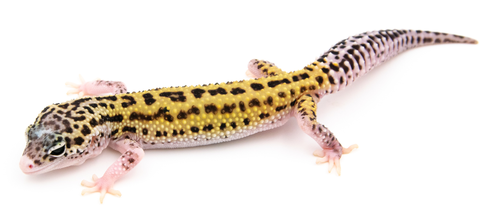 EJ117 - Gecko Léopard - Eublepharis Macularius Eclipse - non sexé  - NC 2021
