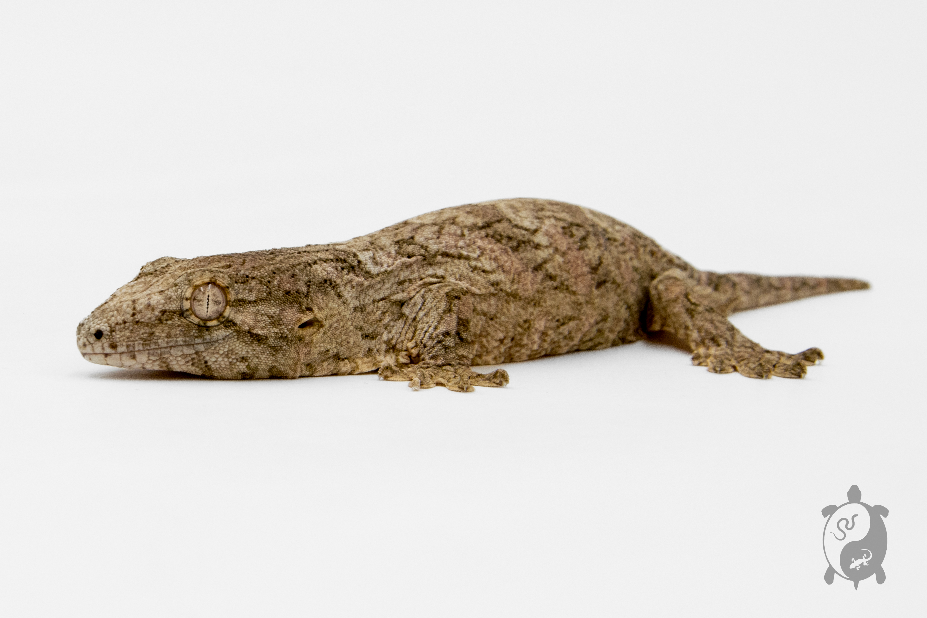 Rhacodactylus leachianus - Gecko géant de Nouvelle-Calédonie Nuami - PH2022091611102067