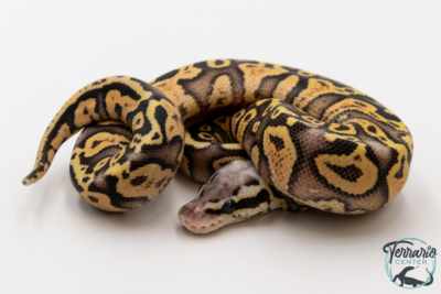 Python royal - Python regius Super Pastel Yellow Belly