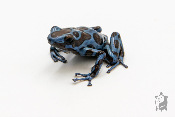 Dendrobates auratus - Dendrobate doré Super Blue
