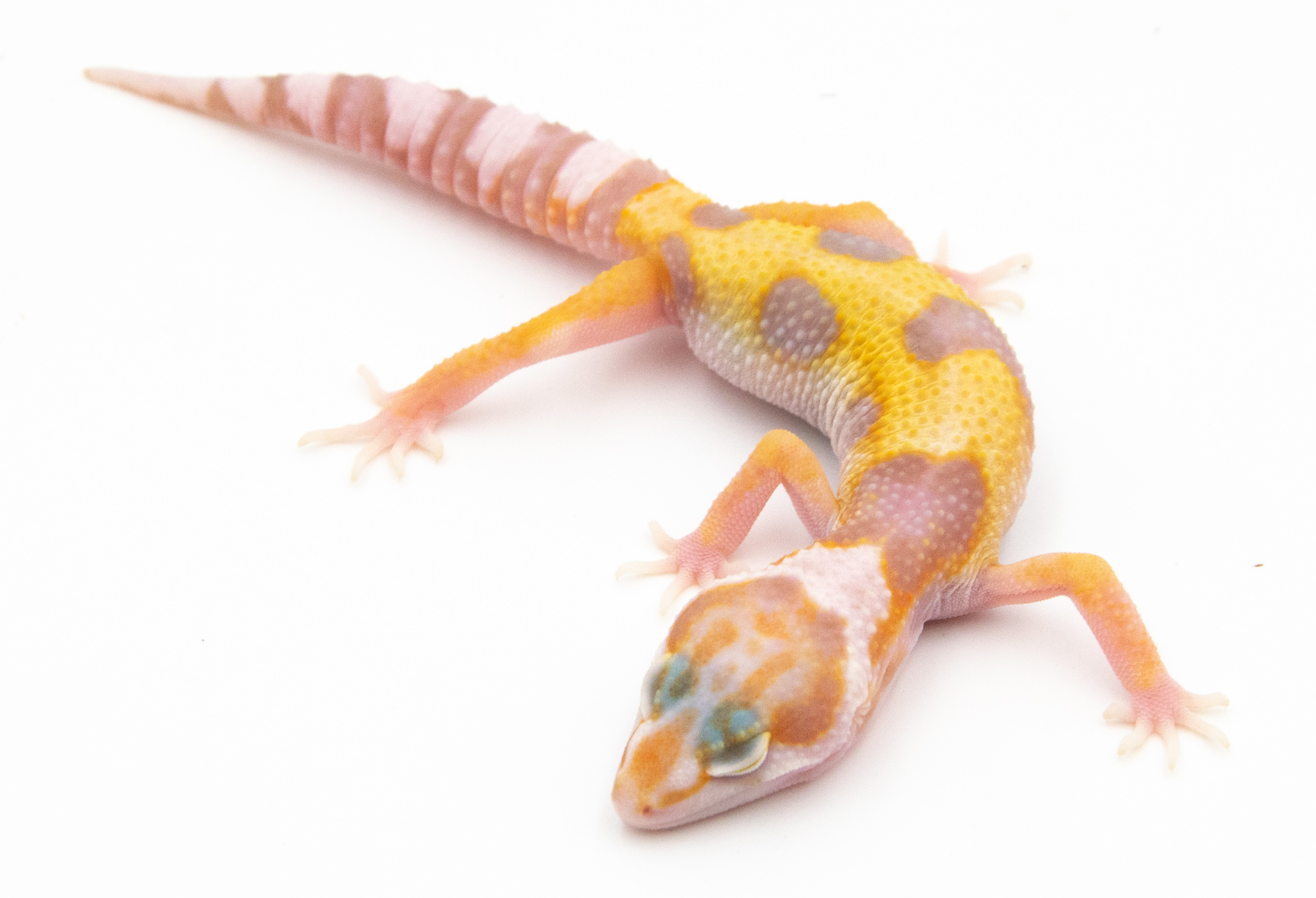 EG17 - Gecko Léopard - Eublepharis Macularius Sunglow - non sexé - NC 2022