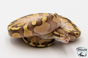 Python royal - Python regius Lesser Fire