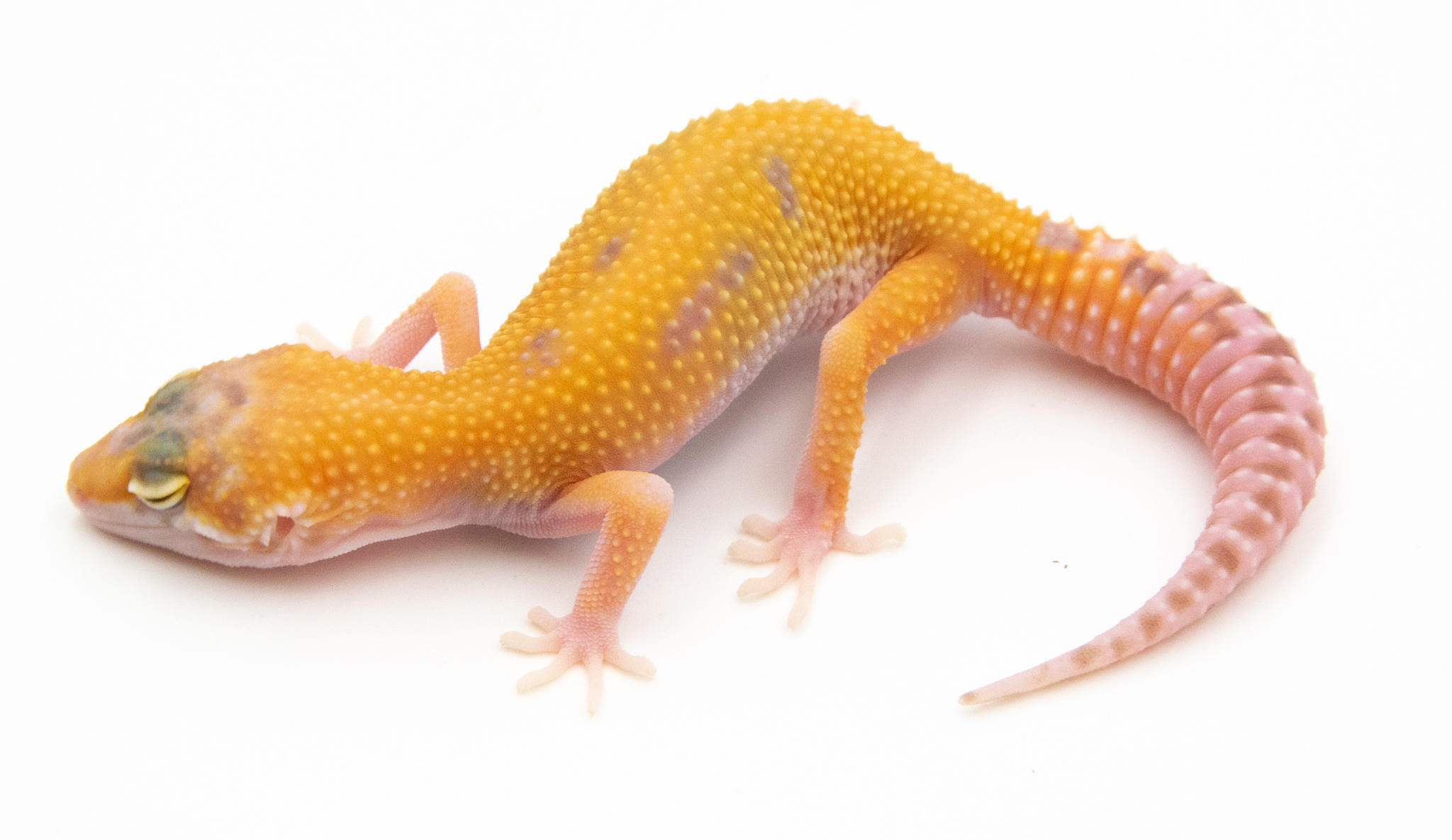EG19 - Gecko Léopard - Eublepharis Macularius Raptor - non sexé - NC 2022