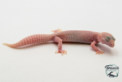 EM72 - Gecko Léopard - Eublepharis Macularius Blizzard - Femelle