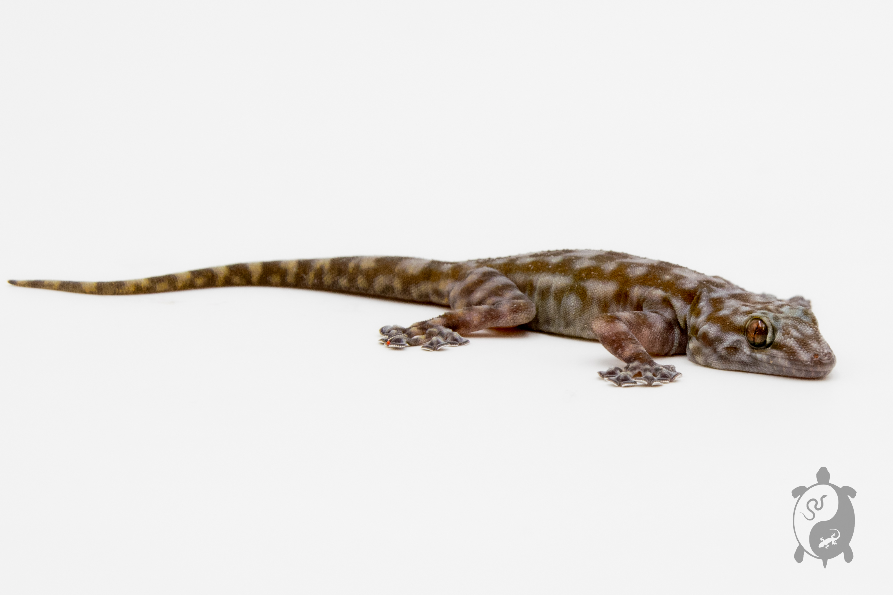 Ptyodactylus togoensis - Gecko à pieds en éventail du togo