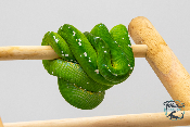 Morelia viridis Aru - Python vert arboricole - Femelle 250228500118515