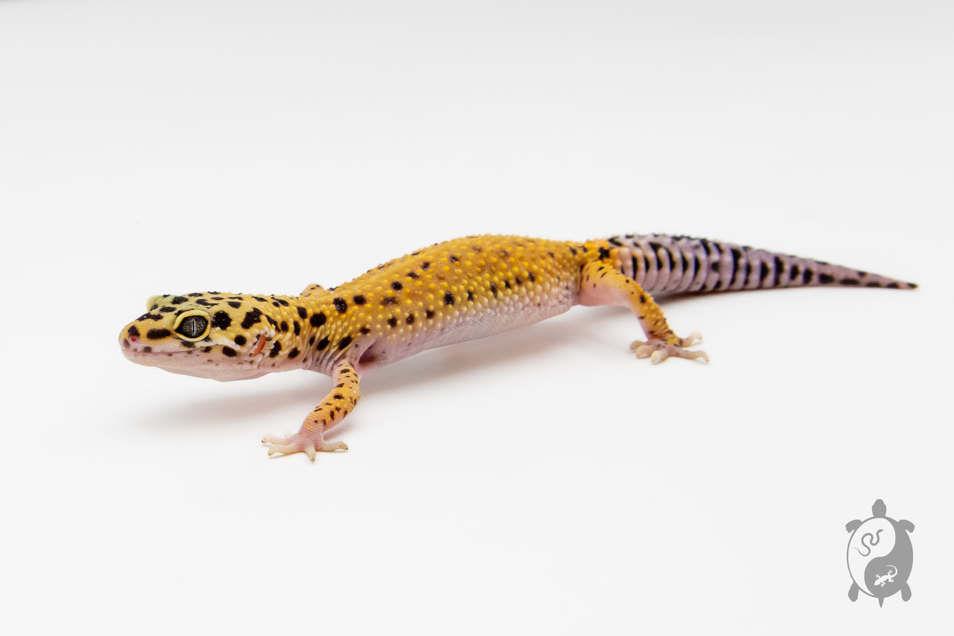 EM38 - Gecko Léopard - Eublepharis Macularius Tangerine - NC - 