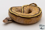 Python royal - Python regius Super Stripe Pastel