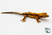 Correlophus ciliatus - Gecko à crête - Juvénile 24 -  NC 2023 - PH2023102515262838
