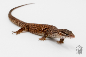 Varanus acanthurus - Varan à queue épineuse - Red Ackie - NC 2026