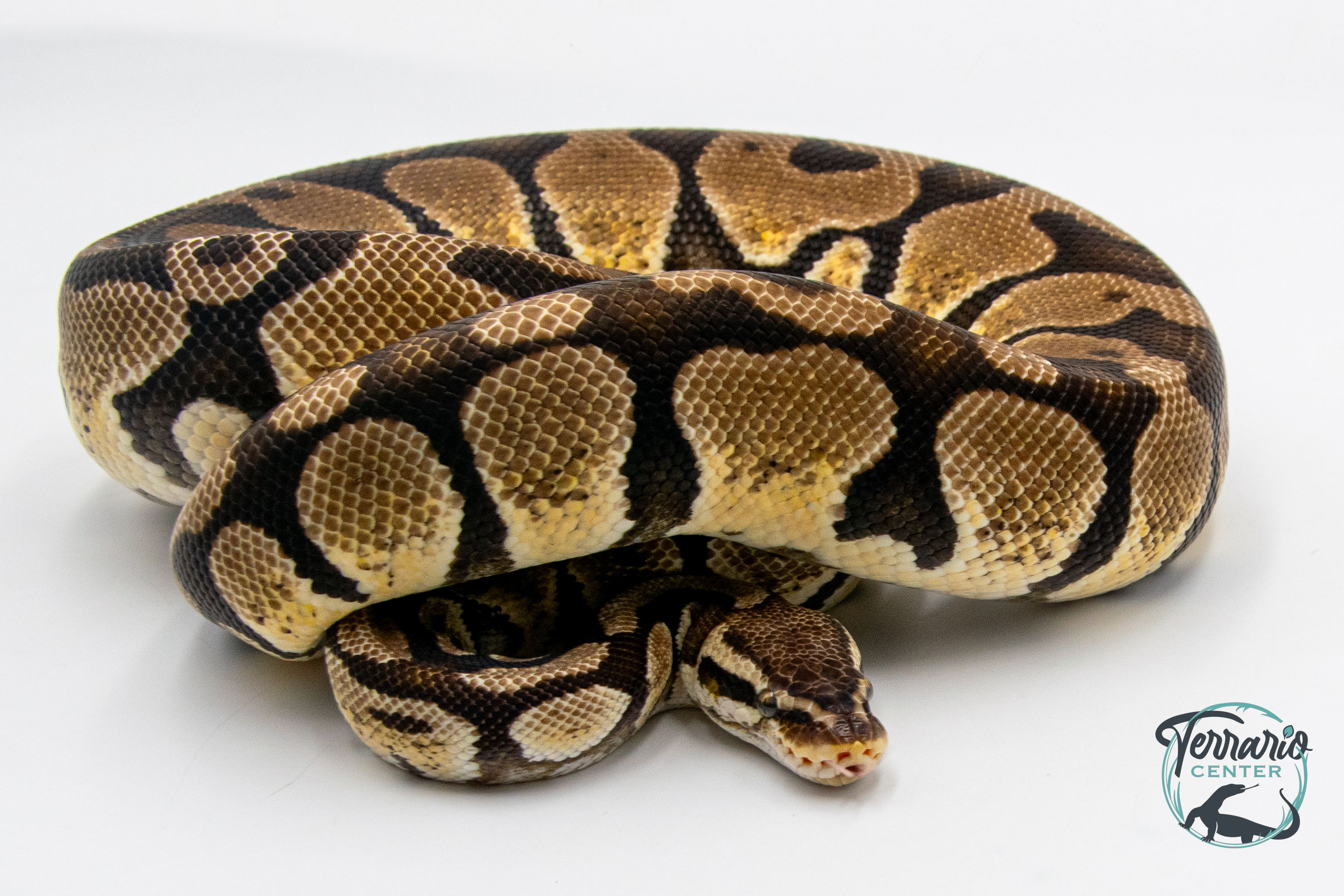 Python royal - Python regius Pastel - Adulte