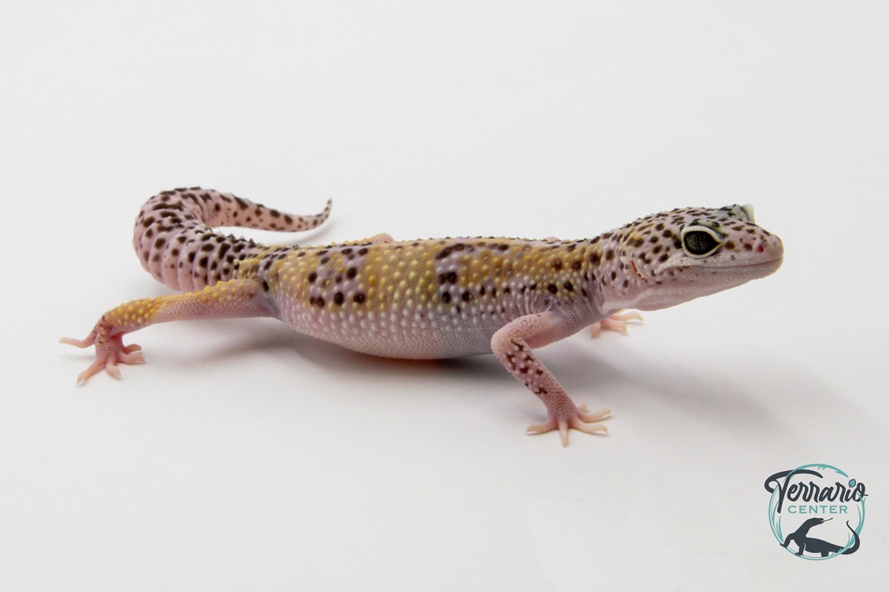EM40 - Gecko Léopard - Eublepharis Macularius Snow - Mâle
