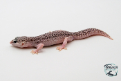 EM55 - Gecko Léopard - Eublepharis Macularius Total Eclipse - Femelle 