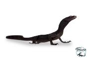 Varanus beccarii - Varan noir arboricole