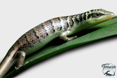 Dasia olivacea - Scinque de l'olivier