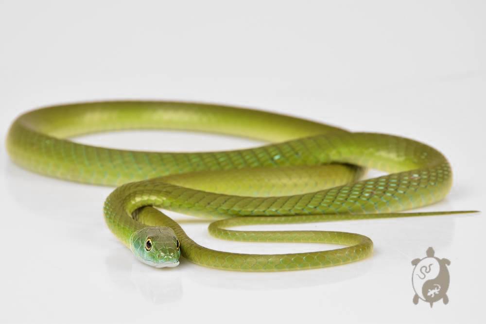 Philothamnus irregularis - Serpent vert arboricole 